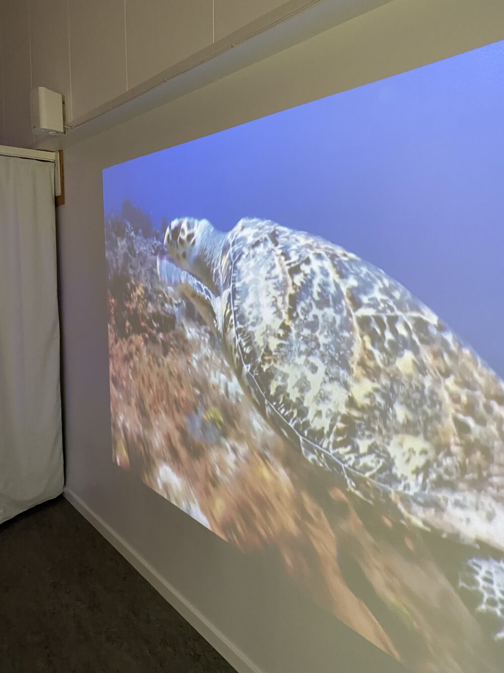 EyeView projektor til at vise sansefilm - billede af skildpadde på væggen